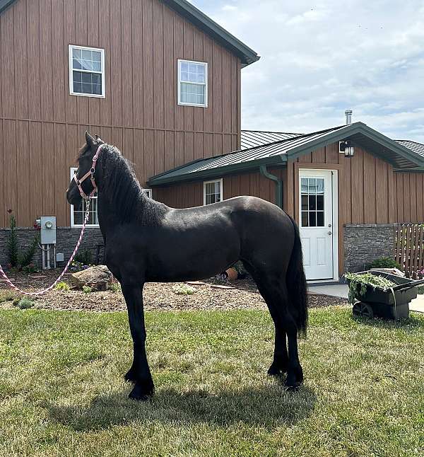 friesian-horse-for-sale