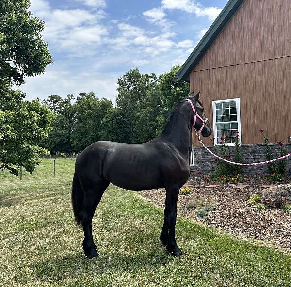 friesian-horse