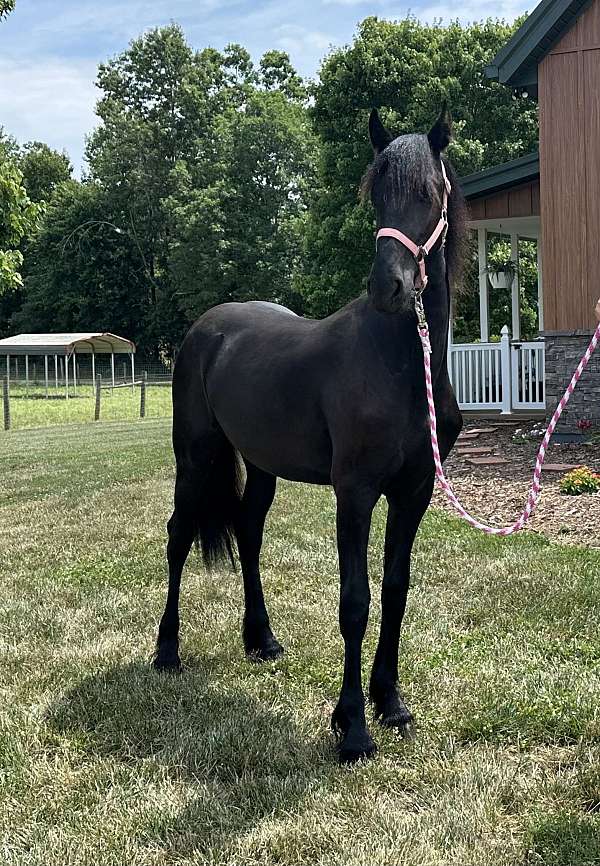 friesian
