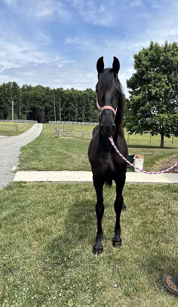 filly