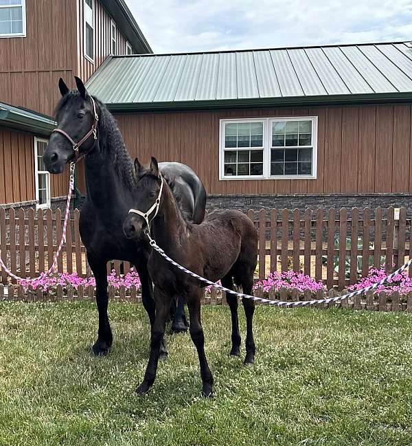 friesian-mare