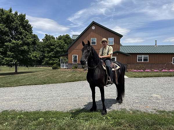 friesian-horse-for-sale