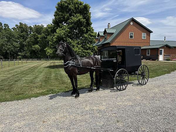 friesian-horse