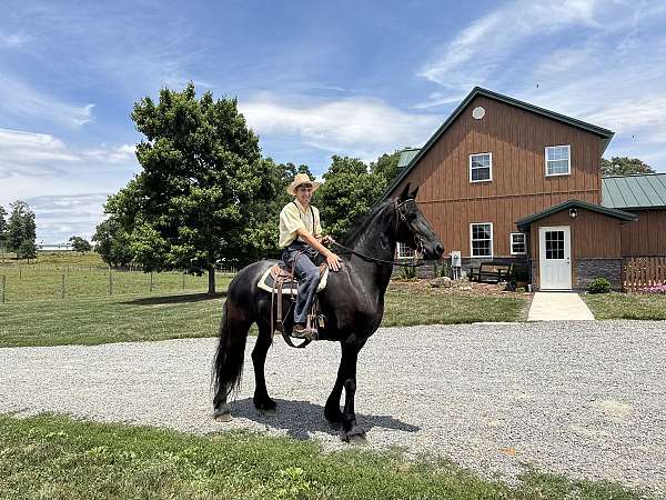 friesian