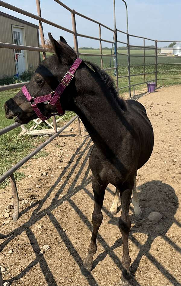 black-colt-shetland-pony