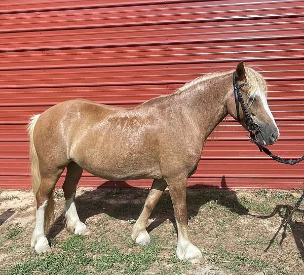 age-crossbred-pony