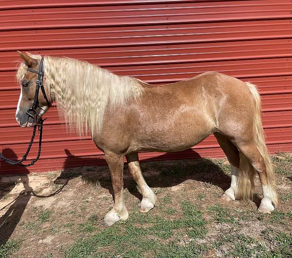 all-crossbred-pony