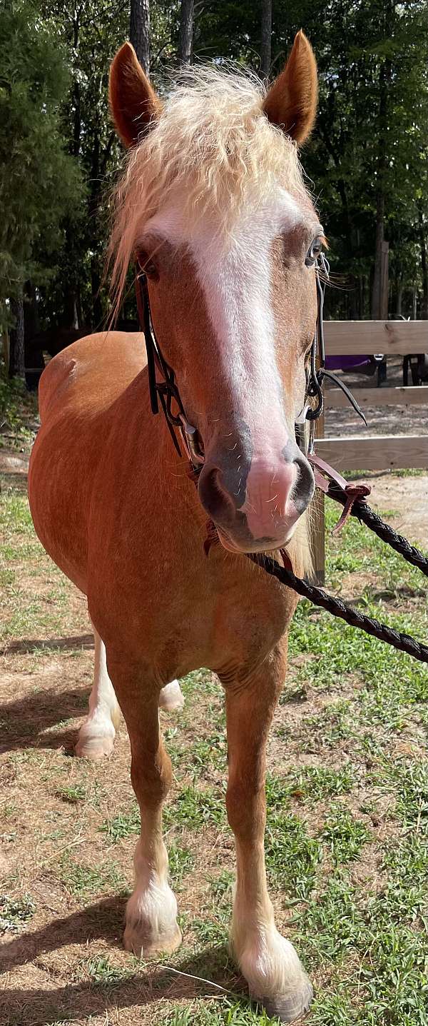 all-around-pony-crossbred