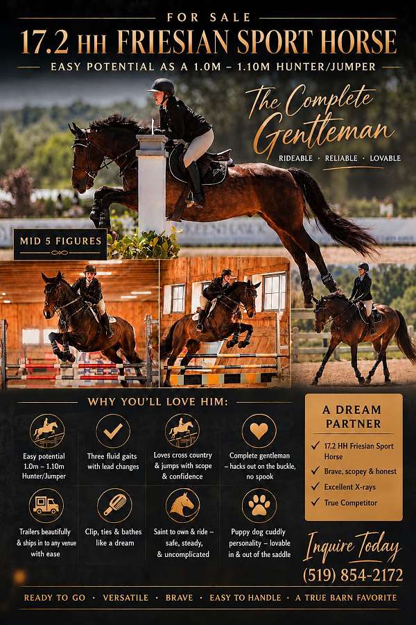 adult-amateur-friesian-horse