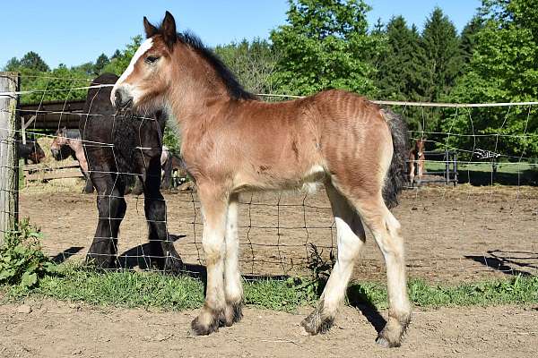 breeding-gypsy-vanner-horse