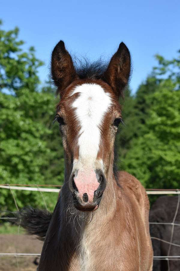 double-registered-gypsy-vanner-horse