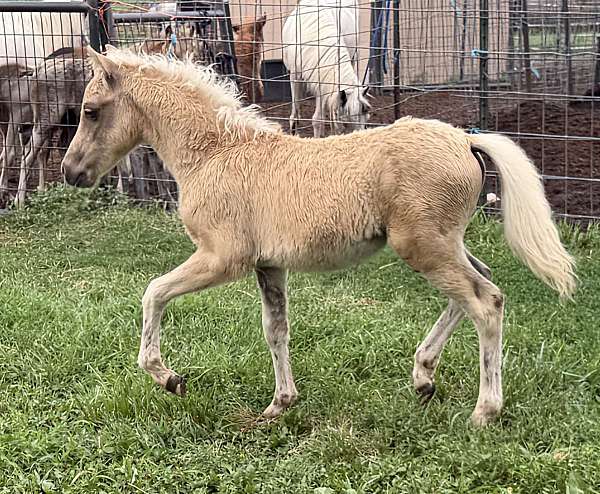 bred-to-shetland-pony