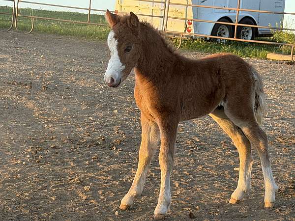 boy-shetland-pony