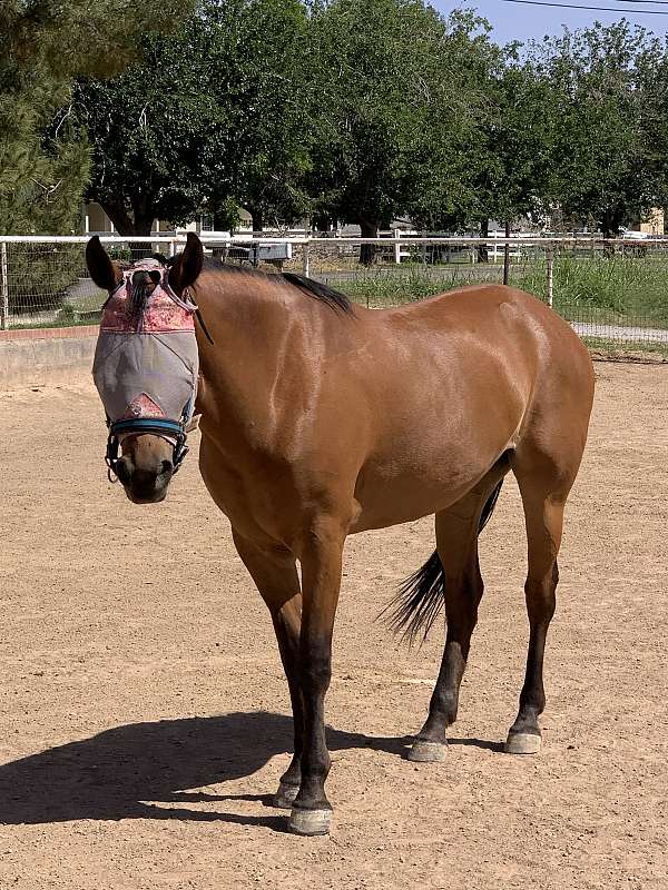 halter-mustang-pony