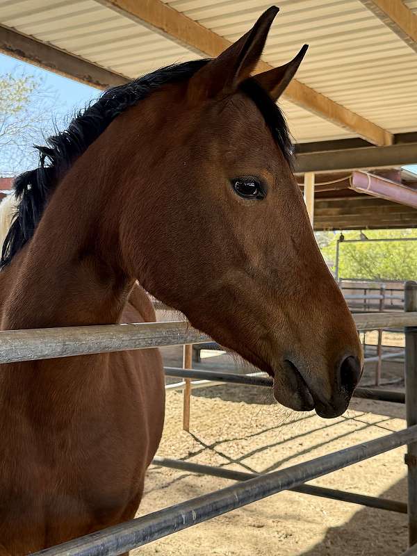 jumping-mustang-pony