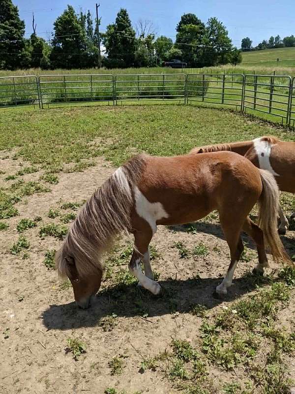 flashy-miniature-horse