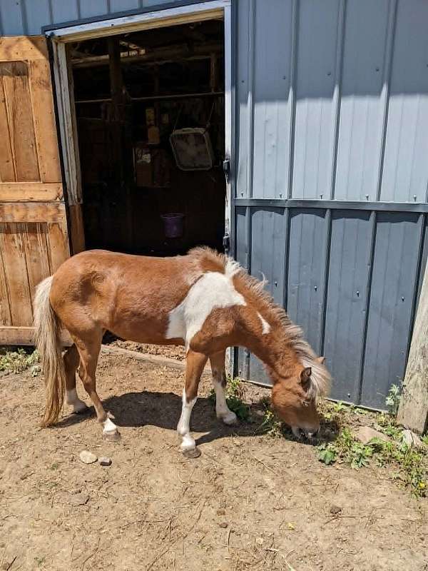 pinto-miniature-filly