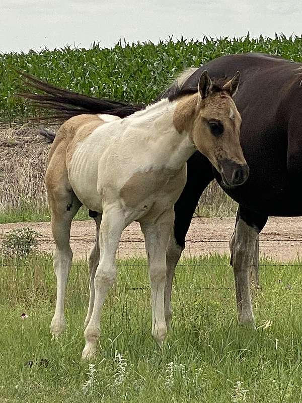 tobiano-all-around-horse