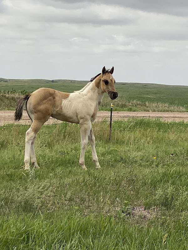 tobiano-paint-colt