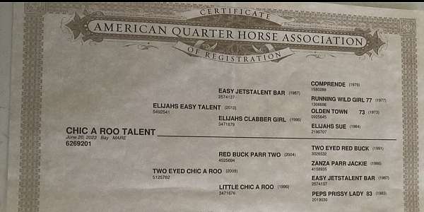 working-cow-quarter-horse