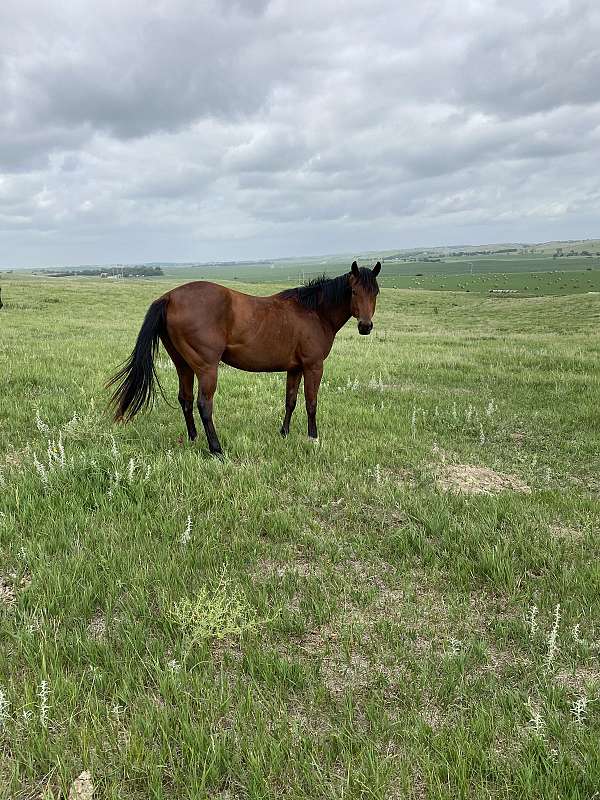 all-around-quarter-horse
