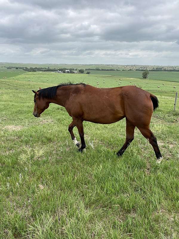 western-riding-quarter-horse