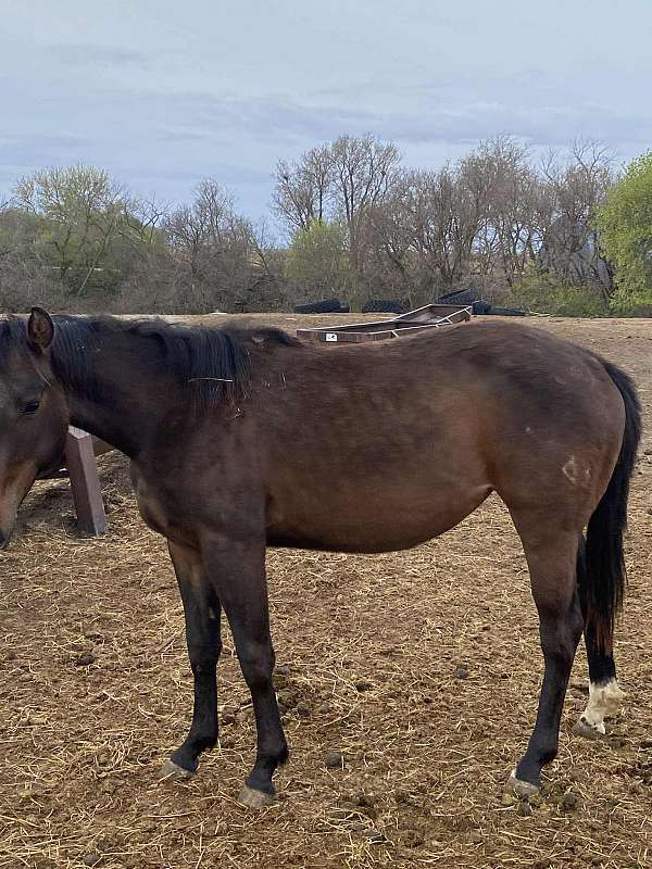 all-around-quarter-horse