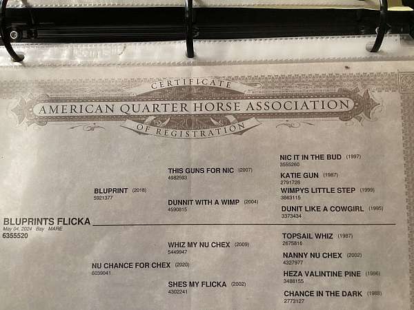 barrel-racing-quarter-horse