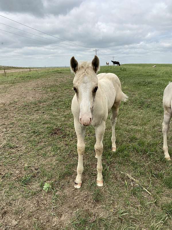 all-around-quarter-horse