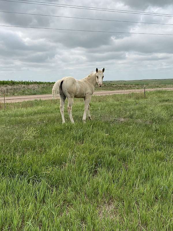 palomino-quarter-horse-colt