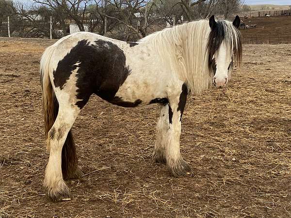all-around-gypsy-vanner-horse