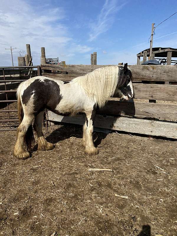 piebald-gypsy-vanner-filly