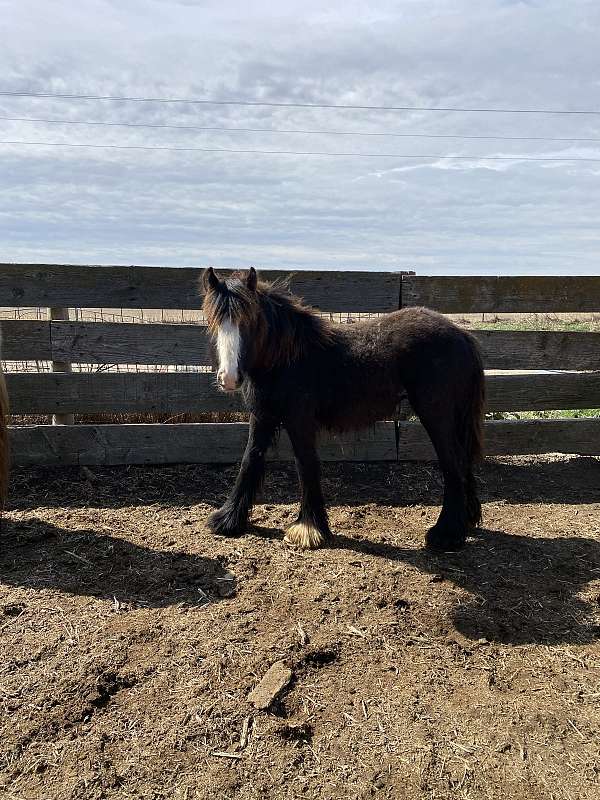 gvhs-filly