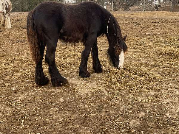 14-hand-gypsy-vanner-filly