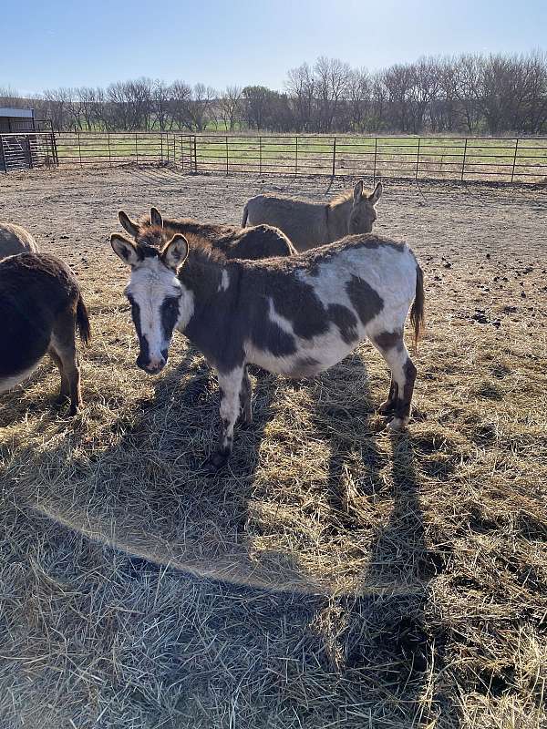 all-around-mare