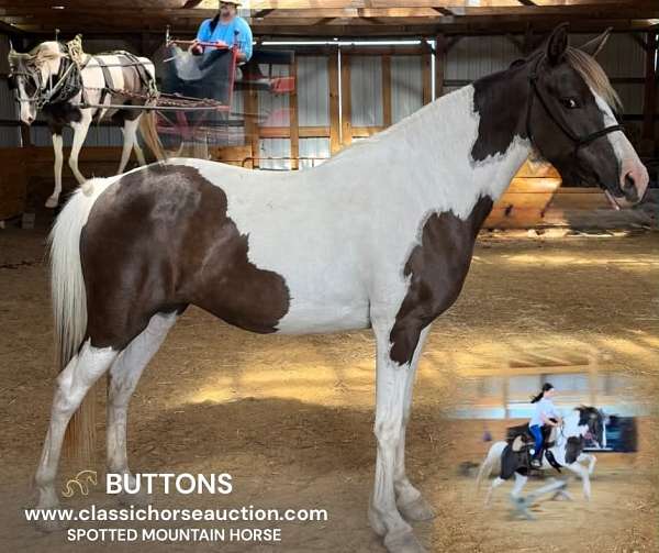 ability-spotted-pony