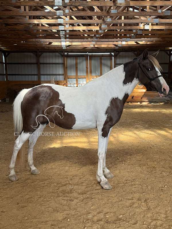 advanced-spotted-pony
