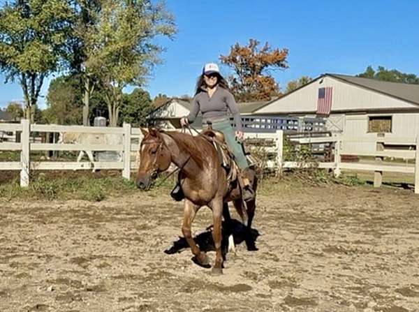 red-roan-star-socks-horse