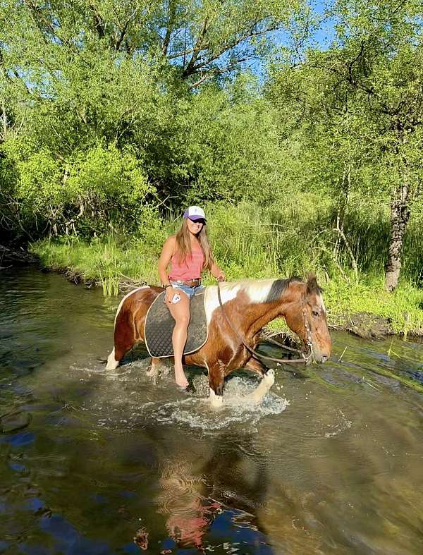 beginner-spotted-saddle-horse