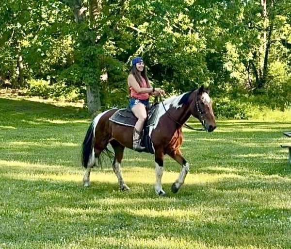 therapy-spotted-saddle-horse