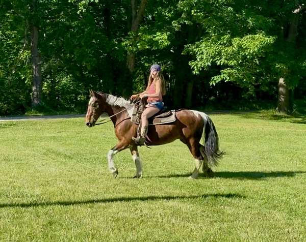 all-around-spotted-saddle-horse