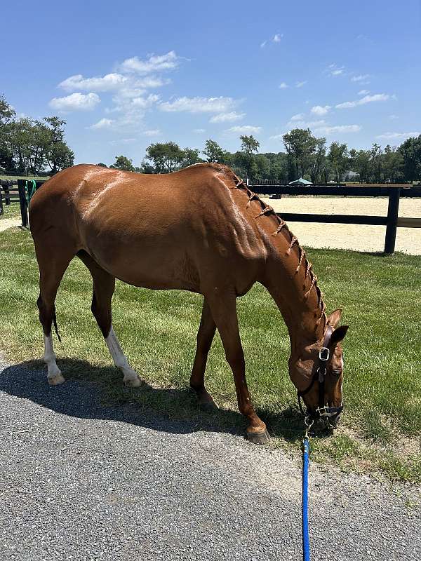 all-around-thoroughbred-horse