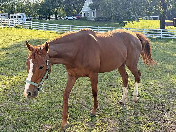 advanced-thoroughbred-horse