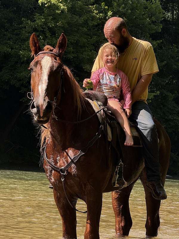 sorrel-belgian-gelding