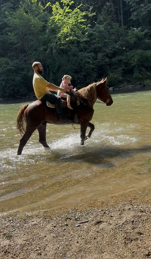 15-hand-belgian-gelding