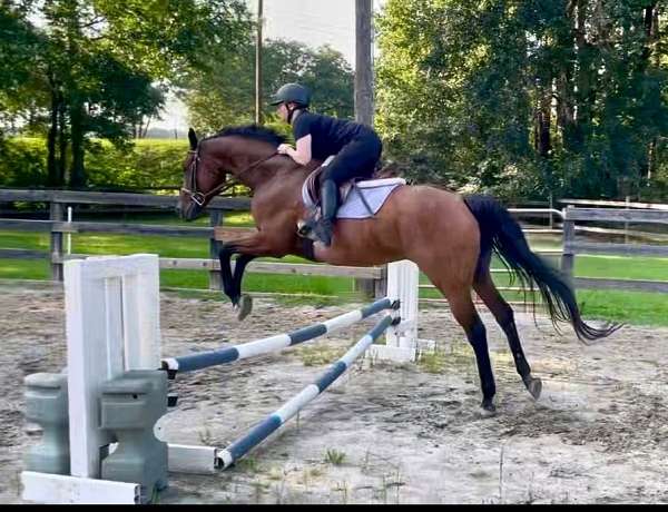 ghja-thoroughbred-horse