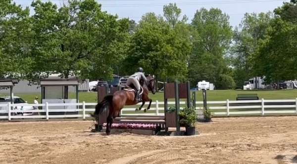 ghja-horse