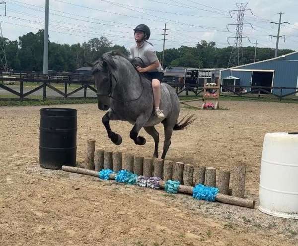 15-hand-mare