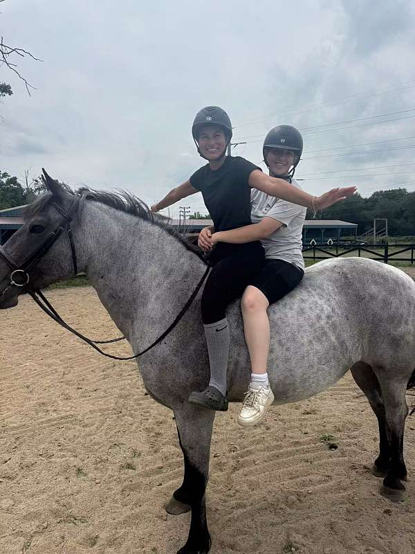 15-hand-draft-horse