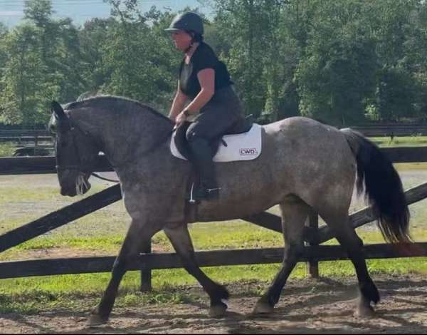 15-hand-draft-mare